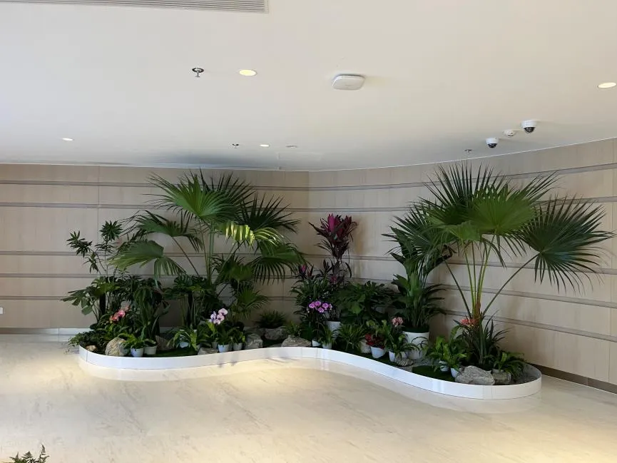 宁波绿植出租价格实惠亡